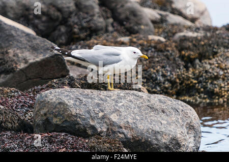 Adulto gabbiano comune o Mew Gull, Larus canus, sorgeva su una roccia sul mare, Isle of Arran, Scozia Foto Stock