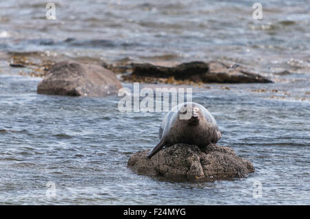 Un porto o guarnizione comune, Phoca vitulina tirato fuori su una roccia, Isle of Arran, Scozia Foto Stock