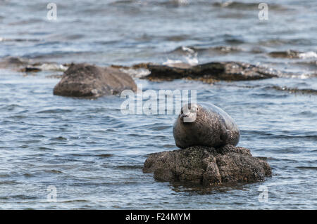 Un porto o guarnizione comune, Phoca vitulina tirato fuori su una roccia, Isle of Arran, Scozia Foto Stock