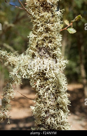 Moss è in crescita sulla struttura ad albero Foto Stock