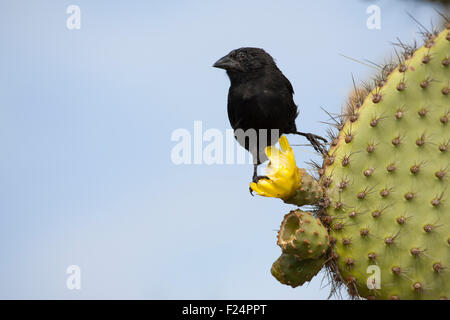 Comune Cactus-Finch (Geospiza scandens) maschio persico su Prickly Par Cactus (Opuntia galapageia) fiore nelle isole Galapagos Foto Stock