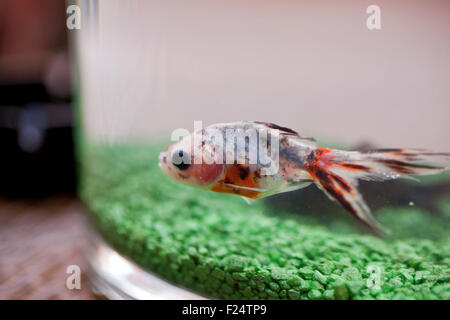 Un pesce in acquario con erba finta Foto Stock