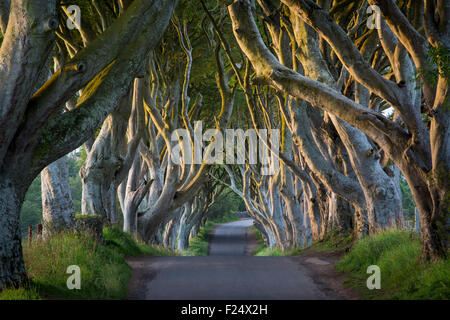 Xviii secolo il faggio strada alberata conosciuta come le siepi scuro vicino Stanocum, County Antrim, Irlanda del Nord, Regno Unito Foto Stock