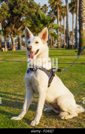 Bianco pastore tedesco a Santa Monica, California Foto Stock