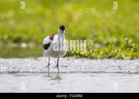 Pied Avocet, Recurvirostra avosetta, passeggiate in acqua in cerca di cibo e di pelosità le sue piume. Foto Stock