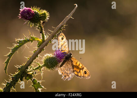 Parete farfalla marrone (Lasiommata megera) alimentazione sul vecchio thistle fiori in un prato. Foto Stock
