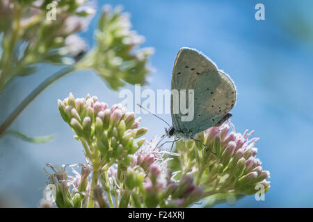 Un holly blu (Celastrina argiolus) farfalla di alimentazione sul nettare di fiori bianchi. L'agrifoglio è di colore blu pallido argento-blu ali macchiato Foto Stock