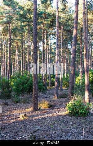 Un inizio autunno pomeriggio nella pineta adiacente al Lavington comune, West Sussex, Regno Unito Foto Stock