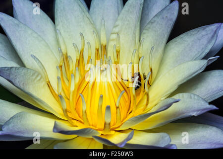 Ape su acqua giglio close up Foto Stock