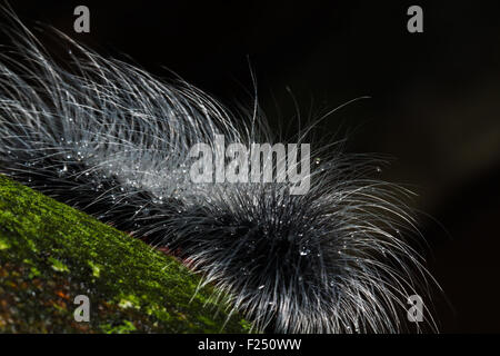 Bruchi pelosi close up su albero. Foto Stock