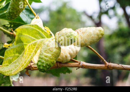 Il Noni frutto sulla struttura ad albero Foto Stock