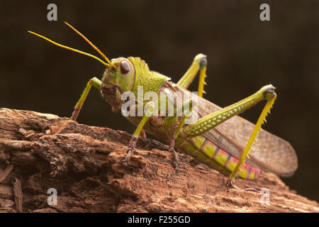 Cavalletta gigante sul tronco di un albero. Foto Stock