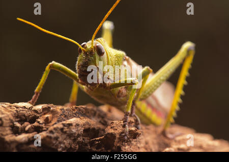 Cavalletta gigante sul tronco di un albero. Foto Stock