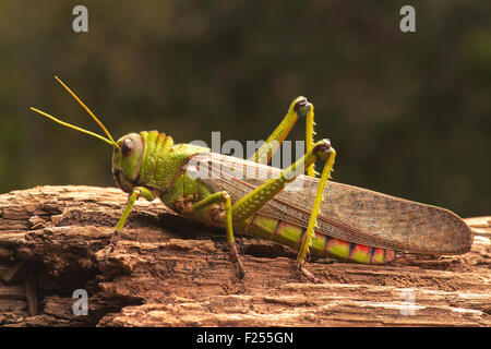 Cavalletta gigante sul tronco di un albero. Foto Stock