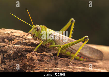 Cavalletta gigante sul tronco di un albero. Foto Stock