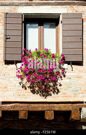 Vaso di fiori sulla finestra Foto Stock