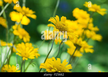 Di colore giallo brillante helenium fiori nel giardino, foto macro con il fuoco selettivo Foto Stock