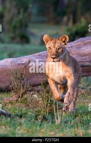 Kenya, Masai-Mara Game Reserve, Lion (Panthera leo), leonessa in esecuzione Foto Stock
