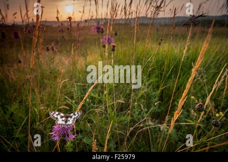 Francia, Isere, Optevoz, Amby valley, Amby Valley " s sensibile Area naturale (area protetta), Natura 2000 dell'isola Cremieu, in marmo bianco in un erba secca biotopo (Melanargia galathea), Sunrise Foto Stock