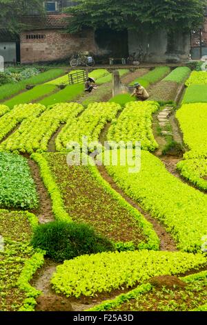 Il Vietnam, intorno a Hanoi, orti Foto Stock