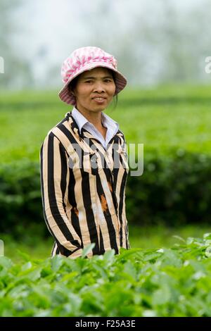 Il Vietnam, l'unità PHU Tho provincia, Thanh figlio distretto, Thuc Luyen, piantagione di tè Foto Stock