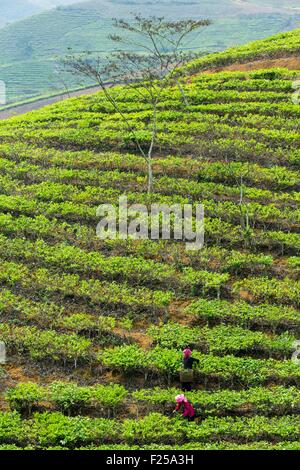 Il Vietnam, Yen Bai provincia, Van Chan distretto, Gia Hoi, le piantagioni di tè Foto Stock