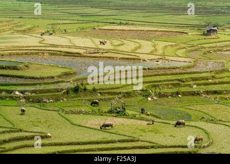 Il Vietnam, Yen Bai provincia, Van Chan District, Nam Bung, piantagioni di riso in terrazza Foto Stock