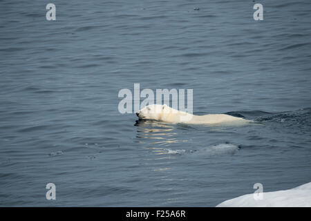 Maschio di Orso Polare, Ursus maritimus, nuoto nei pressi di Isola Baffin, Artico Canadese Foto Stock