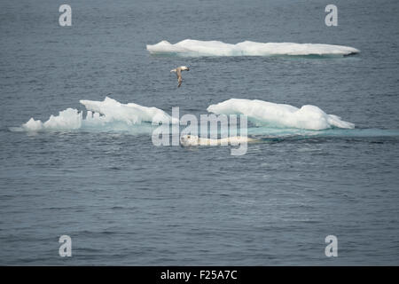 Maschio di Orso Polare, Ursus maritimus, nuoto nei pressi di Isola Baffin, Artico Canadese Foto Stock