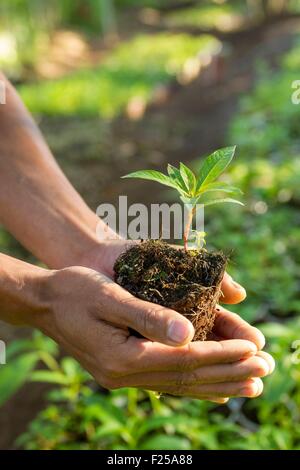 Indonesia, isole Sunda, Lombok, WWF Nuovo Progetto Trees, abitante prendendo cura degli alberi nel vivaio Foto Stock