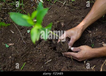 Indonesia, isole Sunda, Lombok, WWF Nuovo Progetto Trees, abitante di piantare un albero in Gunung Rinjani National Park Foto Stock