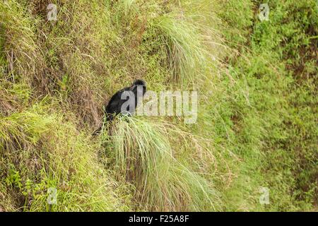 Indonesia, isole Sunda, Lombok, Gunung Rinjani National Park, Iavan Langur o foglia di ebano di scimmia (Trachypithecus auratus auratus) Foto Stock