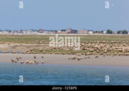 Francia, Somme, Baie de Somme, Saint Valery sur Somme, sale prati di ovini delle Somme (Le Crotoy in background) Foto Stock