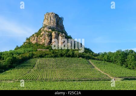 Francia, Saône et Loire, Solutre Pouilly, Solutre Rock, Pouilly Fuisse vigna ai piedi della roccia Foto Stock