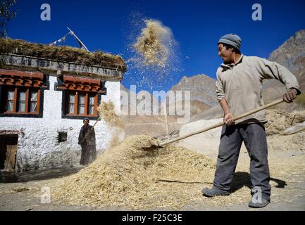 India, dello Stato del Jammu e Kashmir, Himalaya, Ladakh e Zanskar, vento di spulatura orzo in Gongma villaggio nei pressi di Skyumpata Foto Stock