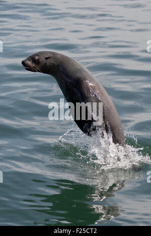 Capo pelliccia sigillo (Arctocephalus pusillus), porpoising al Pelican Point, Walvis Bay, Namibia Foto Stock