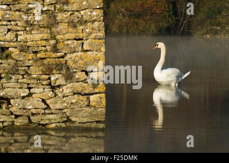 Francia, Isere, Optevoz, Amby valley, Amby Valley " s sensibile Area naturale (area protetta), Natura 2000 dell'isola Cremieu,Cigno (Cygnus olor) sul Wedeln Moulin stagno Foto Stock