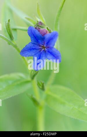 Francia, Isere, Optevoz, Amby valley, Amby Valley naturali sensibili Area (area protetta), Natura 2000 dell'isola Cremieu, viola (gromwell Buglossoides purpurocaerulea), regionale specie protetta Foto Stock