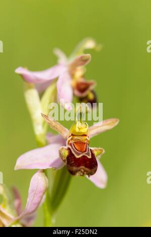 Francia, Isere, Optevoz, Amby valley, Amby Valley naturali sensibili Area (area protetta), Natura 2000 dell'isola Cremieu, Bee Orchid ( Ophris apifera) in una prateria a secco, specie protetta CITES ALLEGATO II Foto Stock