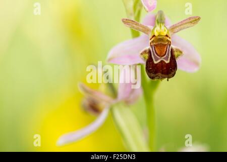 Francia, Isere, Optevoz, Amby valley, Amby Valley naturali sensibili Area (area protetta), Natura 2000 dell'isola Cremieu, Bee Orchid ( Ophris apifera) in una prateria a secco, specie protetta CITES ALLEGATO II Foto Stock