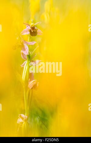 Francia, Isere, Optevoz, Amby valley, Amby Valley naturali sensibili Area (area protetta), Natura 2000 dell'isola Cremieu, Bee Orchid ( Ophris apifera) in una prateria a secco, specie protetta CITES ALLEGATO II Foto Stock