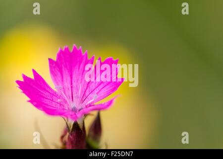 Francia, Isere, Optevoz, Amby valley, Amby Valley naturali sensibili Area (area protetta), Natura 2000 dell'isola Cremieu, Rosa certosini (Dianthus carthusianorum) in una prateria a secco, protezione a livello regionale Foto Stock