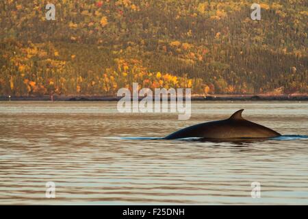 Canada, Provincia di Quebec, Manicouagan, Saint Laurent River, Minke whale (Balaenoptera acutorostrata) nella fase di immersione, sunrise, LC IUCN Foto Stock