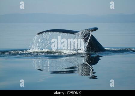 Canada, Provincia di Quebec, Manicouagan, Saint Laurent River, coda di Humpback Whale (Megaptera novaeangliae) immersioni, LC IUCN Foto Stock