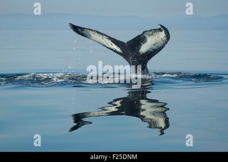 Canada, Provincia di Quebec, Manicouagan, Saint Laurent River, coda di Humpback Whale (Megaptera novaeangliae) immersioni, LC IUCN Foto Stock