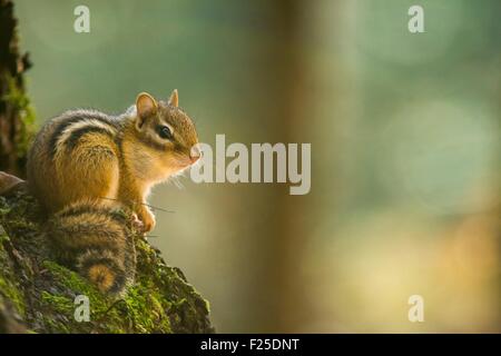 Canada, Provincia di Quebec, Laurentian foresta vicino La scivolo, Scoiattolino Orientale (Tamias striatus) Foto Stock