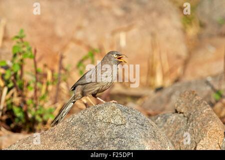 Asia, India, Karnataka, Sandur gamma della montagna, giungla Babbler (Turdoides striata) Foto Stock