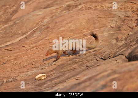 Asia, India, Karnataka, Sandur Mountain Range, rosse manguste (Herpestes smithii) Foto Stock