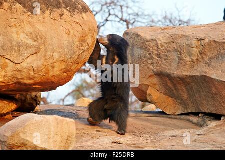 Asia, India, Karnataka, Sandur Mountain Range, Sloth bear (Melursus ursinus), Foto Stock