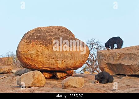 Asia, India, Karnataka, Sandur Mountain Range, Sloth bear (Melursus ursinus), Foto Stock